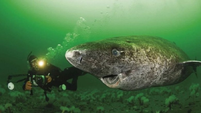 Unveiling the Ingenious Hunting Tactics and Intimate Mysteries of the Greenland Shark