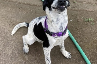 Shelter Dog Albert Melts Hearts with His Winning Smile!
