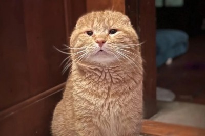 The Heartwarming Transformation of Gus: From Stray Cat to Beloved House Companion