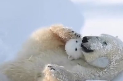 Adorable Arctic Duo: Heartwarming Moments of a Polar Bear and Cub's Playtime!
