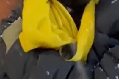 Adorable Cat's Hilarious Encounter with Snow Will Melt Your Heart!