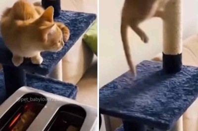 Cats vs. Toasters: Internet Laughs Out Loud at Feline Fright Fest!