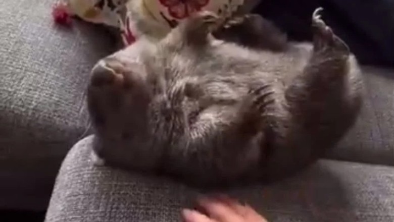 Discover the Unconventional Charm of Wombats: Man's New Best Friend?
