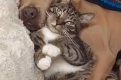 Feline and Fido Snooze Fest: Unlikely Duo Caught Napping Together!