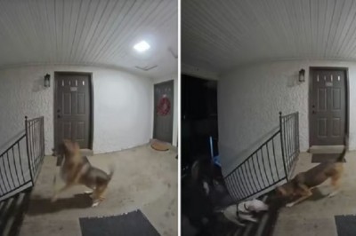 Heartwarming Reunion: Leia the German Shepherd's Unforgettable Encounter Goes Viral!