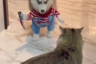Hilarious Video: Watch as a Brave Dog Scares a Surprised Cat!
