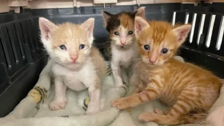 Incredible Friendship: Dog Becomes Lifeline for Sick Kittens on Path to Recovery