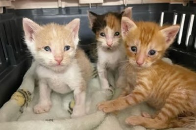 Incredible Friendship: Dog Becomes Lifeline for Sick Kittens on Path to Recovery