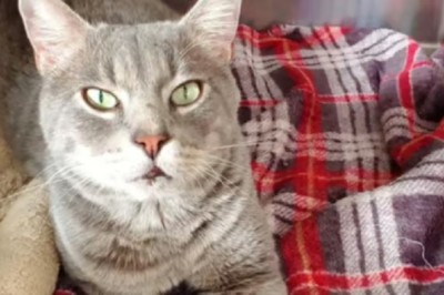 Meet Brock: The Chair-Stealing Cat with a Heart of Gold Ready for Adoption!