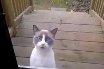 Meow or Never: Hilarious Cat Goes Viral by Desperately Asking for Help!