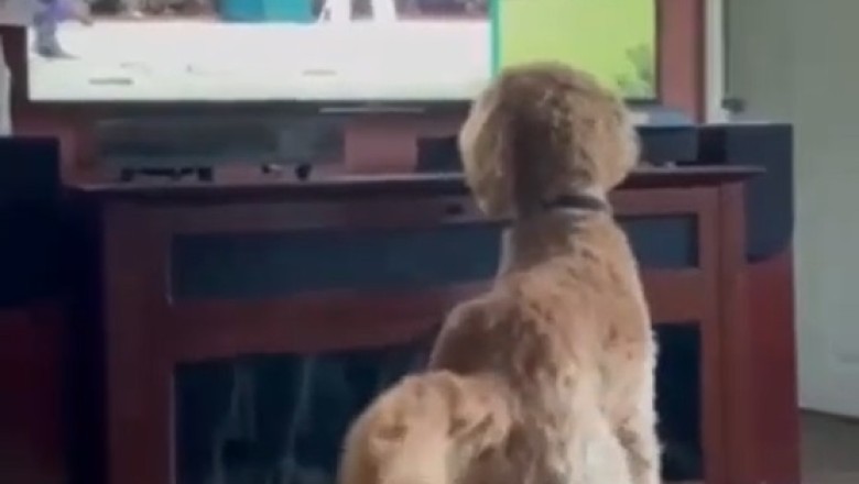 Mind-Blowing Fetch Skills: This Genius Pup's Ball-catching Game Is Next Level!