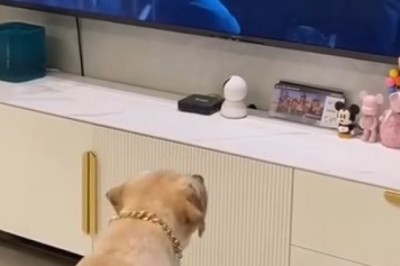 Nom Nom Nom! Adorable Pooch Goes Bonkers Over Sandwich in Hilarious Viral Video!