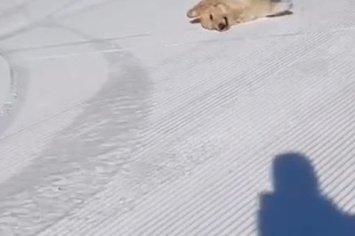 Pawsitively Hilarious: Dog Goes from Couch Potato to Mushing Maestro in Epic Sled Ride!