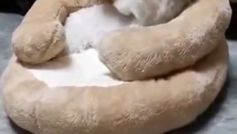 Pawsitively Playful Pup: Watch This Doggo's Top Tricks and Antics!