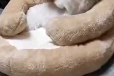 Pawsitively Playful Pup: Watch This Doggo's Top Tricks and Antics!