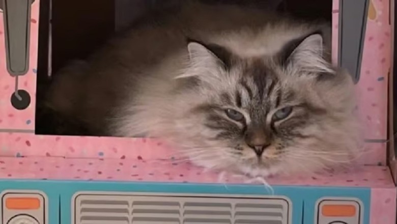 Purrfect Payment: Library in England Accepts Cat Photos to Clear Debts!