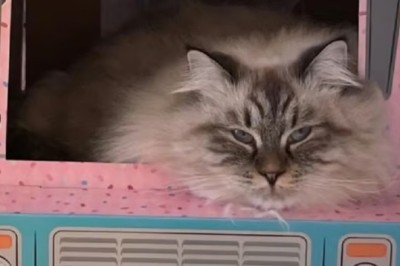 Purrfect Payment: Library in England Accepts Cat Photos to Clear Debts!