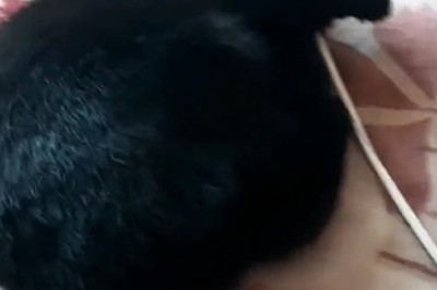 Shocking Cat-astrophe: Feline vs Electric String Showdown Leaves Paw-sitively Hilarious Results!