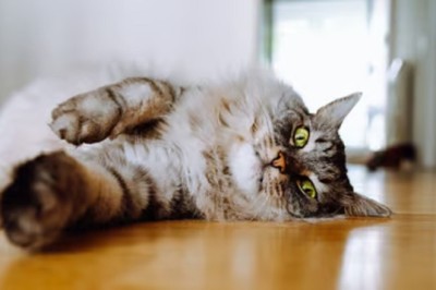 Tear-Jerking Reunion: Truck Driver Overjoyed as Lost Cat, Maya, Safely Returns Home