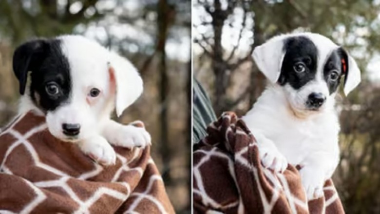 The Shocking Reason Why a Family Rejected a Tailless Puppy from a Shelter