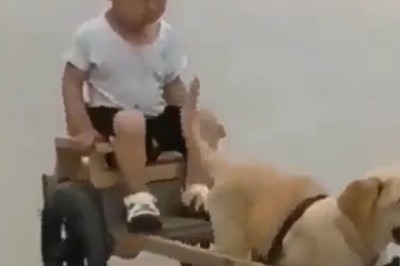 This Dog's Hilarious Attempt at Cart Pulling Will Leave You Howling with Laughter!