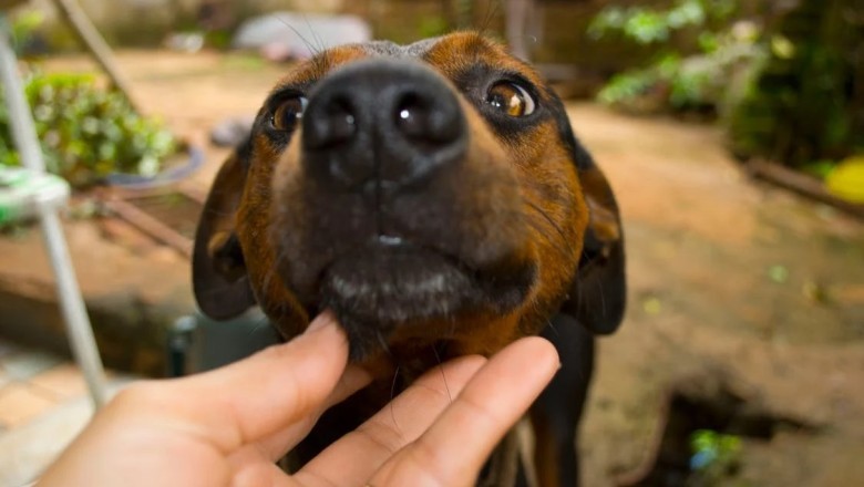 Unleash the Secrets: Mastering Dog Aggression &amp; Reactivity for a Blissful Bond!