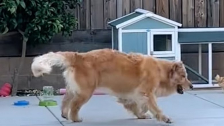 Unlikely Friendship Unleashed: Camila the Golden Retriever's Charming Playdate with Chickens Takes the Internet by Storm!