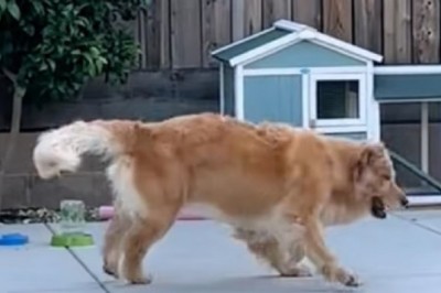 Unlikely Friendship Unleashed: Camila the Golden Retriever's Charming Playdate with Chickens Takes the Internet by Storm!