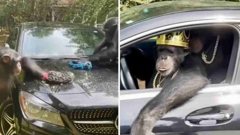 Viral Sensation: Monkeys Wash Mercedes-Benz, Take Fans on an Epic Joyride!