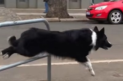 Zoom Zoom Woof: Watch This Speedy Pup Take Airborne Skills to the Next Level!