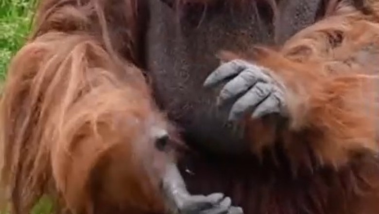 Apesolutely Hilarious: The Comedy Kings of the Jungle - Funny Orangutans!