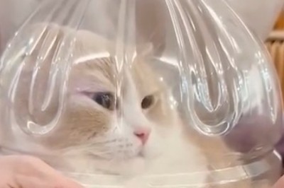 Cat-astrophe Avoided! Hilarious Trimming Tactics That Will Make You Purr with Laughter!