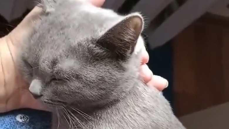 Cat-nap Shenanigans: Hilarious Antics of a Cat Desperate for Zzz's!
