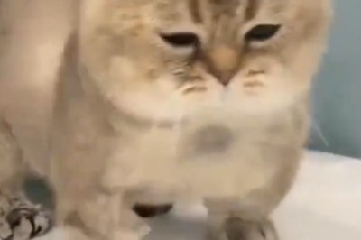 Cat-tastic Blowout! Hilarious Video of a Cat Using a Hair Dryer Will Leave You in Stitches!