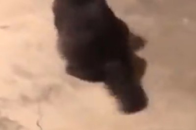 Cat-tivating Chaos: Step Into the Wacky World of Cats from the Subconscious!