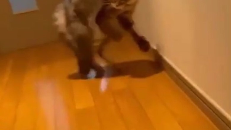Dancing Cat Strikes Again: Grooving like a Pro!