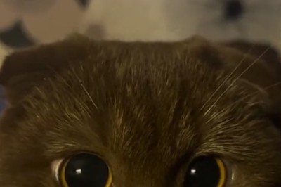 Epic Zoom Cat Fails: When Fluffy Takes Over Your Virtual Meetings!