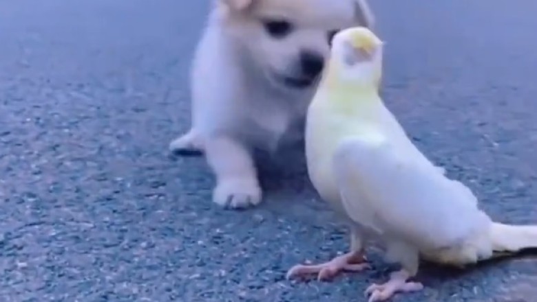 Feathered Friends or Furry Foes? When a Small Dog Meets a Parrot!