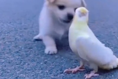 Feathered Friends or Furry Foes? When a Small Dog Meets a Parrot!