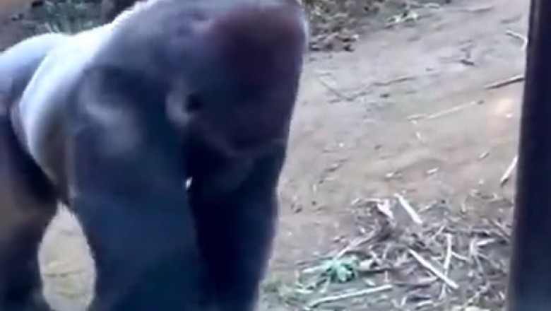 Gorilla Glue Gone Wild: A Hilarious Sticky Situation Unfolds! 🦍🔒