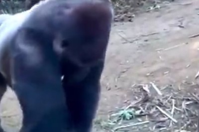 Gorilla Glue Gone Wild: A Hilarious Sticky Situation Unfolds! 🦍🔒