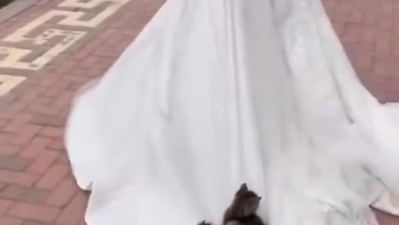 Hilarious Cats Go Wild: You Won't Stop Laughing!