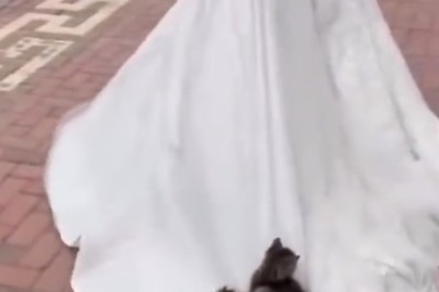 Hilarious Cats Go Wild: You Won't Stop Laughing!