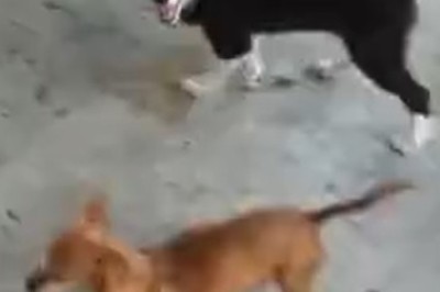 Hilarious Compilation: Pets That Will Make You LOL!