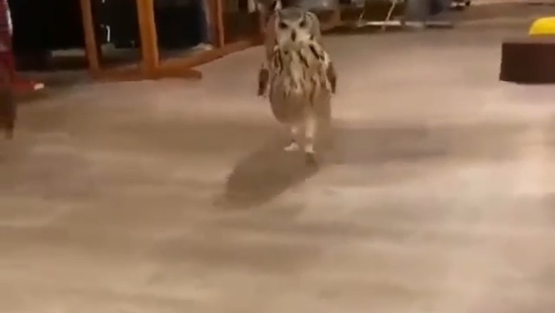 Hoot & Hustle! Watch This Hilarious Owl Sprint Towards the Spotlight - It's a Real 'Hoo-Hoo' Moment!