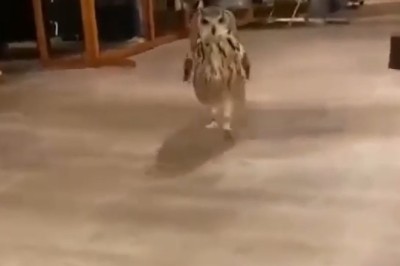 Hoot & Hustle! Watch This Hilarious Owl Sprint Towards the Spotlight - It's a Real 'Hoo-Hoo' Moment!