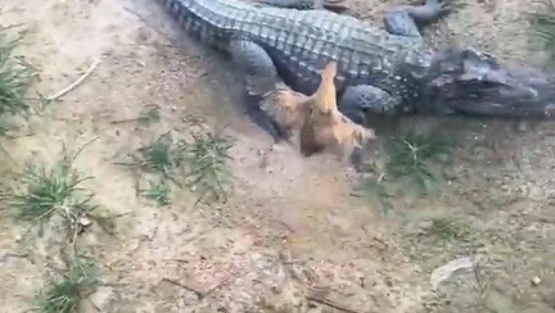 Jaws vs. Claws: Epic Fail! Crocodiles Attempt to Catch a Bird... and Hilarity Ensues!