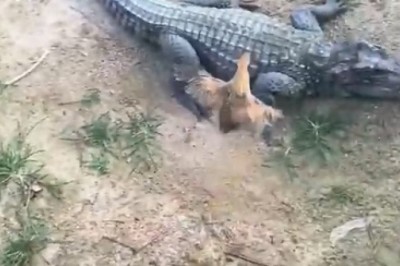 Jaws vs. Claws: Epic Fail! Crocodiles Attempt to Catch a Bird... and Hilarity Ensues!