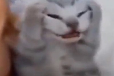 Kitty Kaboom! The Purr-fectly Hilarious Video That Will Make Your Day!