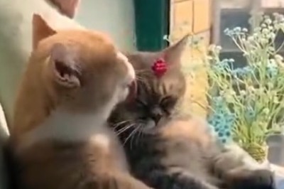 Love-Struck Cat: A Romantic Meow-mance!